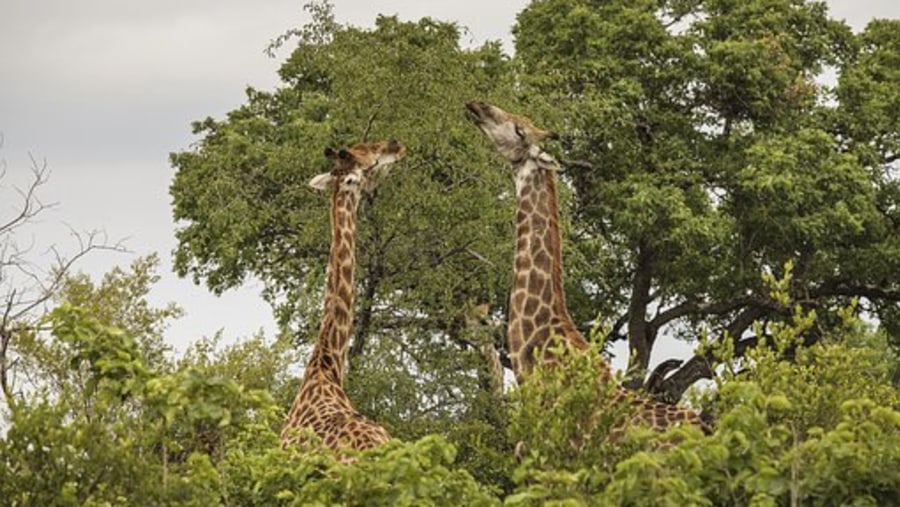 Giraffes in Kruger National Park