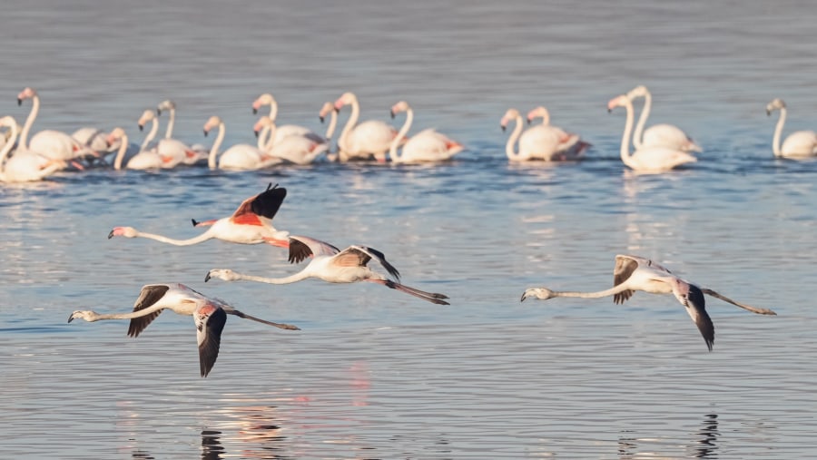 See Flamingoes in Lake Bogoria