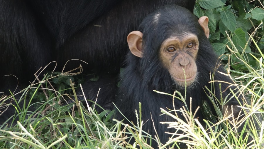 Chimpanzee in Gombe National Park
