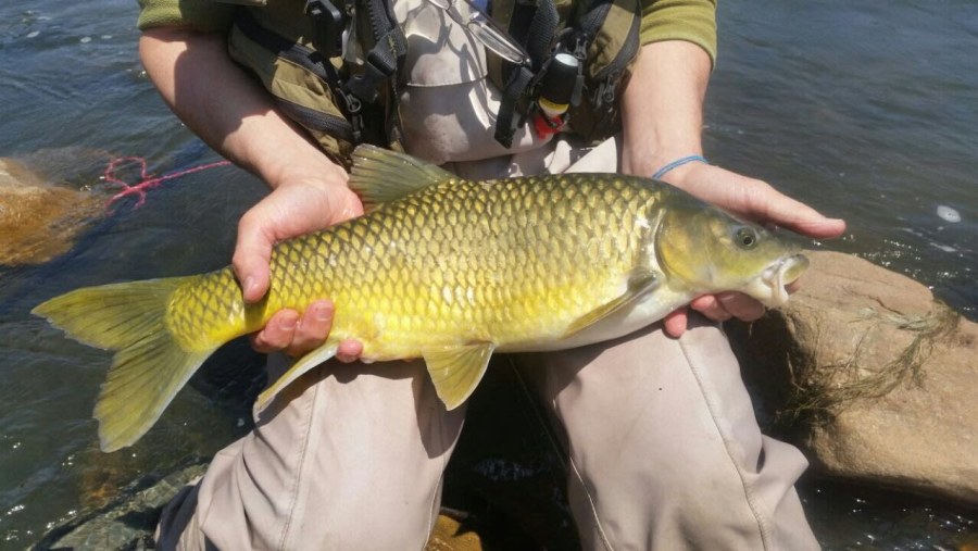 Yellow Fish Fly Fishing in South Africa