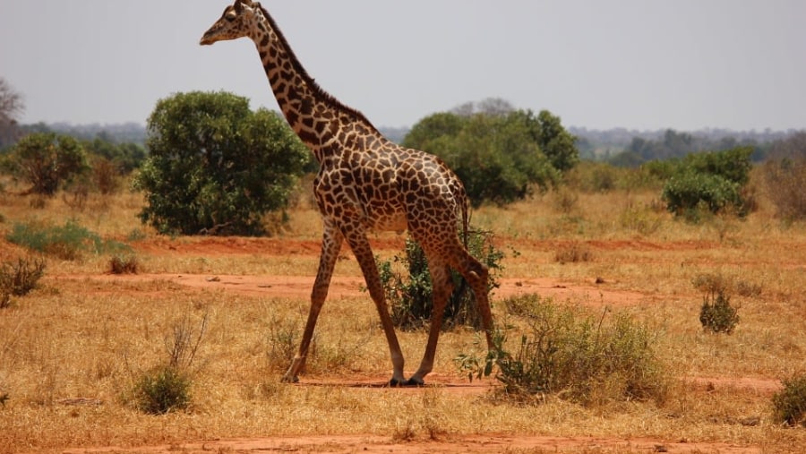 Tsavo National Park, Kenya