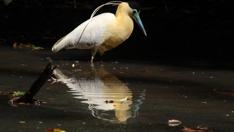 Spot a Capped Heron while Birdwatching