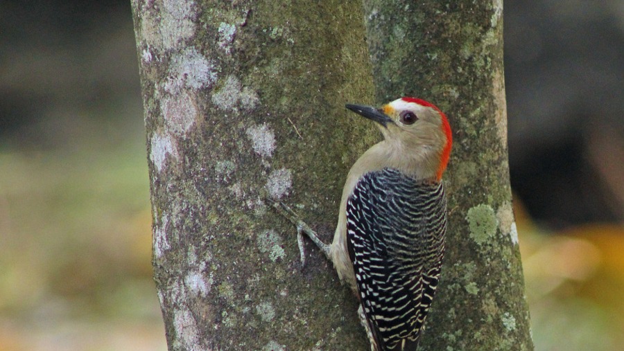 Red-bellied woodpecker in Xocén