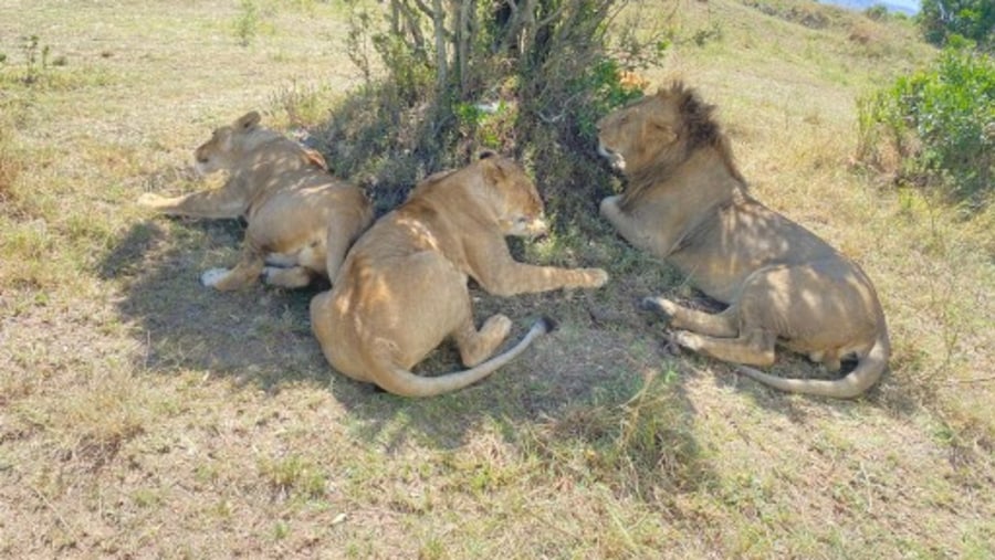 Lions seen on safari in Kenya