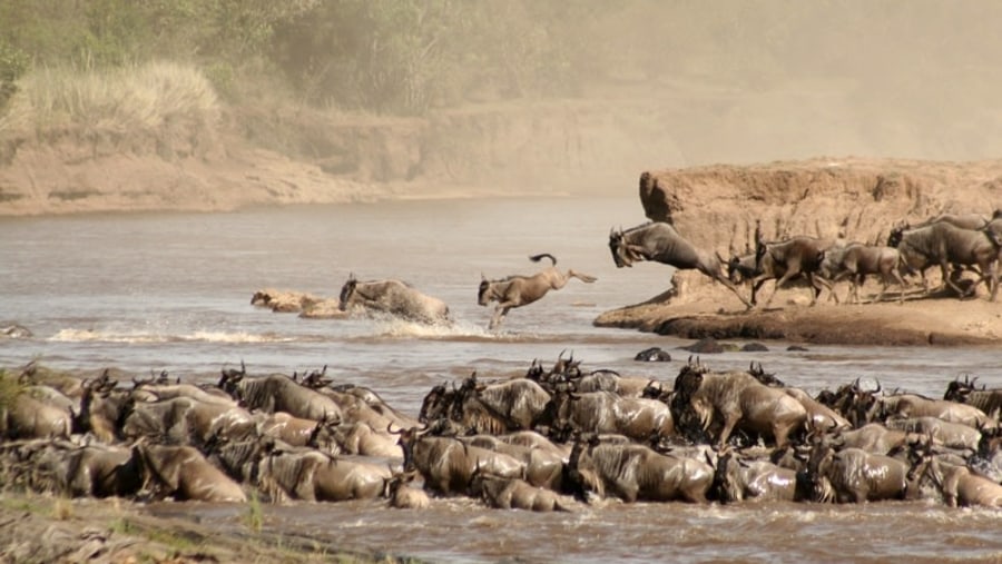 Wildebeest crossing the Mara  river in  northern Serengeti National Park 