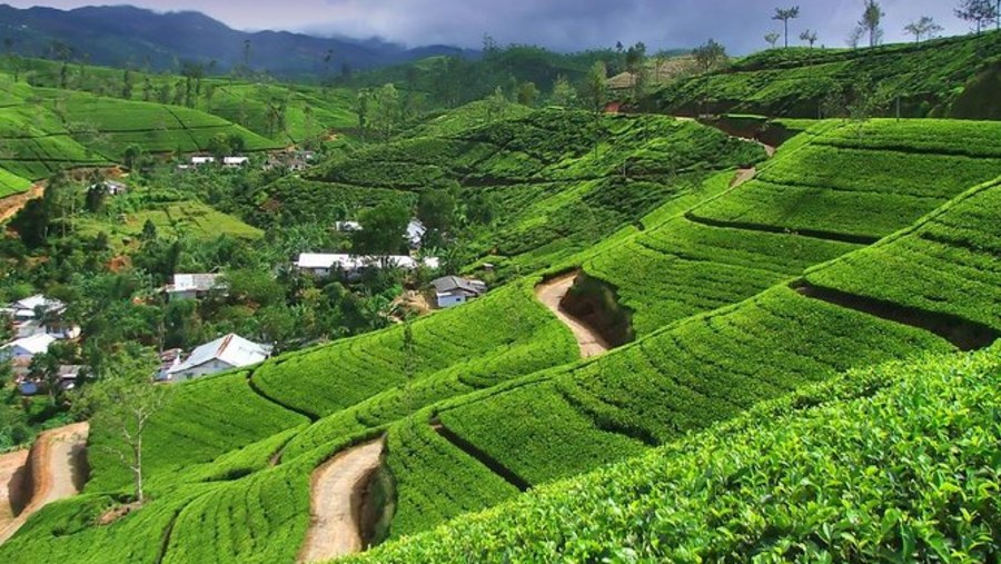 Visit the tea country, Nuwara Eliya