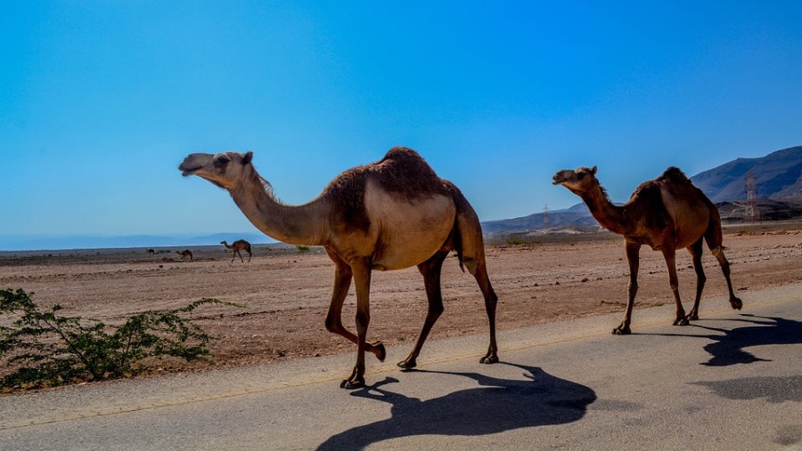 Camels In Rub' al Khali, Oman