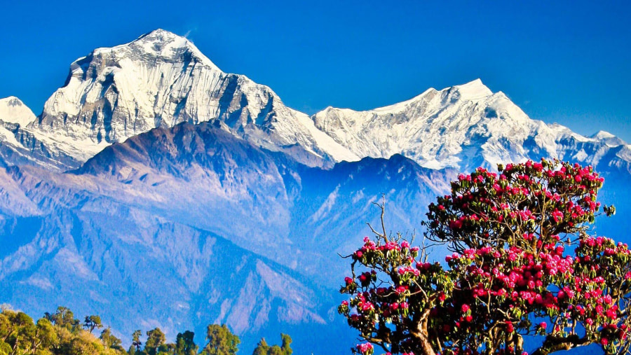 Take in spectacular views on this trek up the Annapoorna Range in Nepal