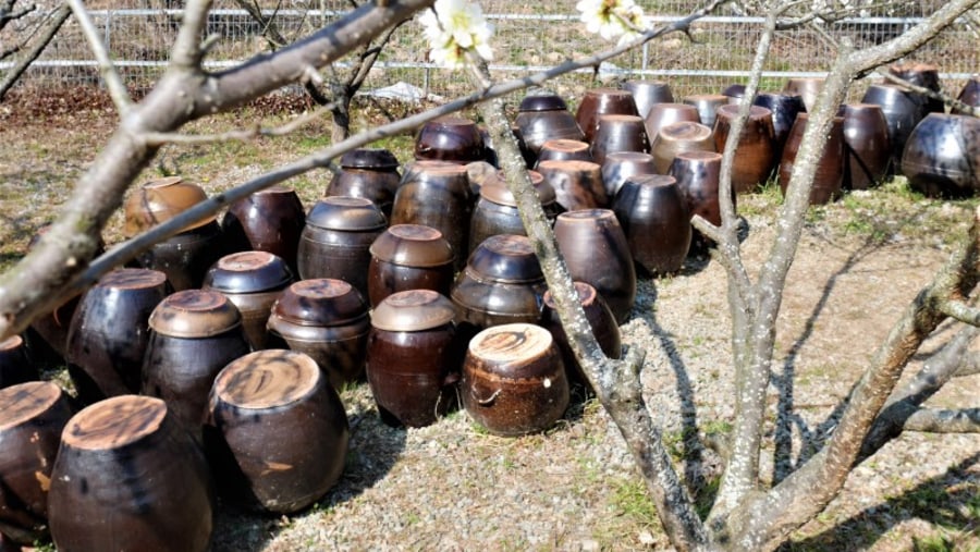 apricot blossom