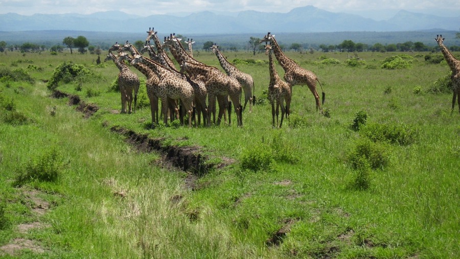 Giraffes at Lake Manyra