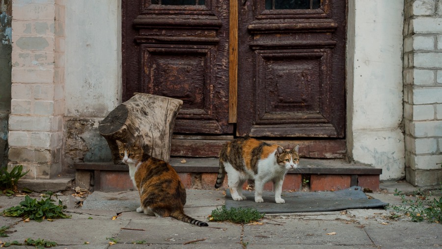 inhabitants of Odessa yards :)