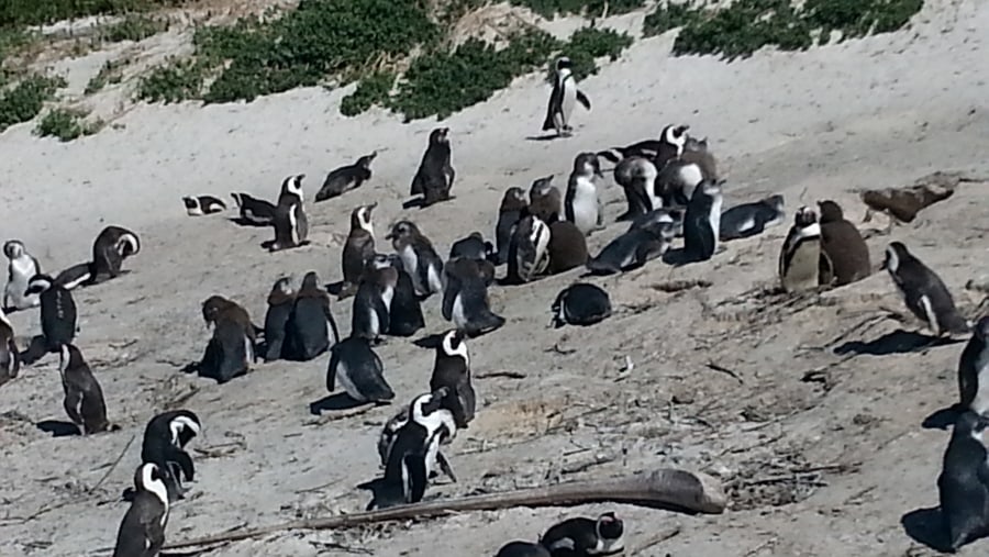 Penguins in Cape Town