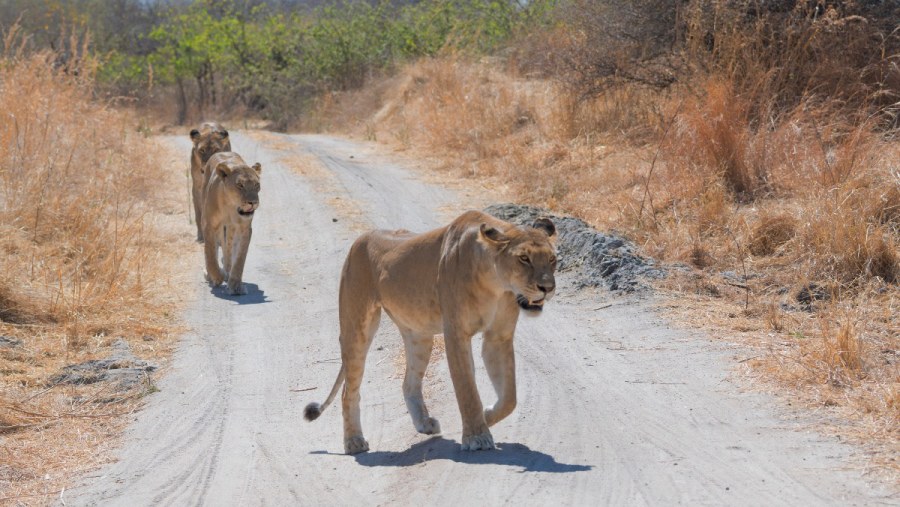 Selous Game Reserve Trip