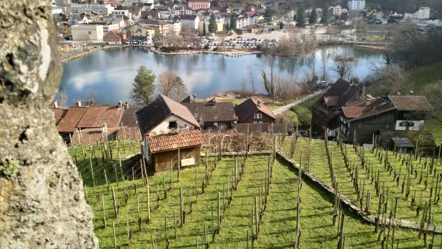Werdenberg vineyards