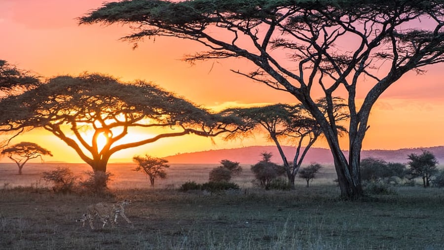 Enjoy the beautiful Sunset Game Drive at the Serengeti National Park in Tanzania