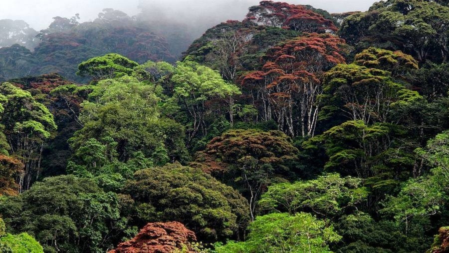 Magamba Rain Forest