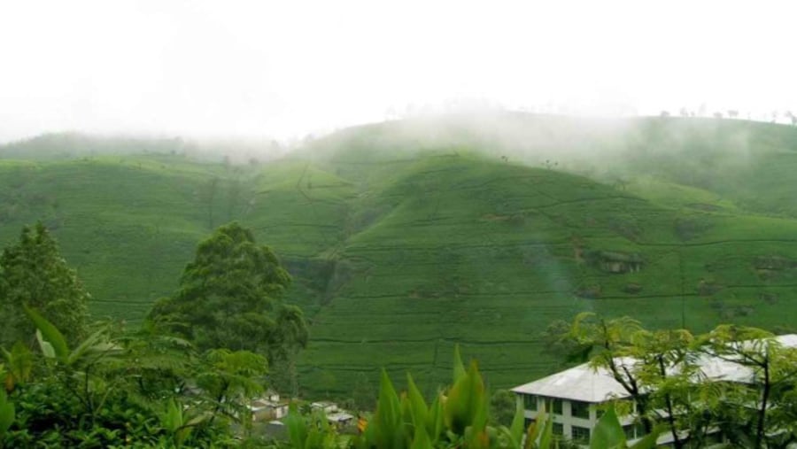 Tea Estate