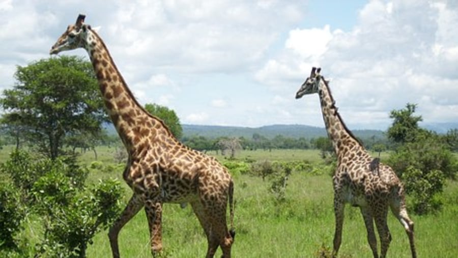 Giraffes in Mikumi Park