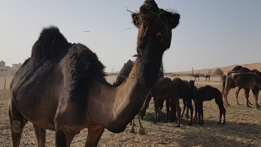 Camels At Rub' al Khali, Oman