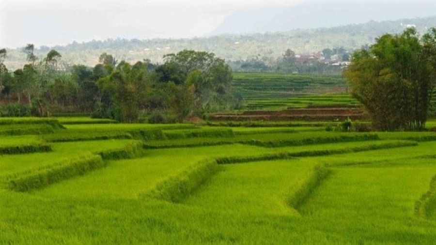 Rice field on the way down to Ende