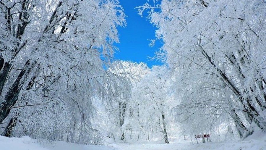 See the snowy forest