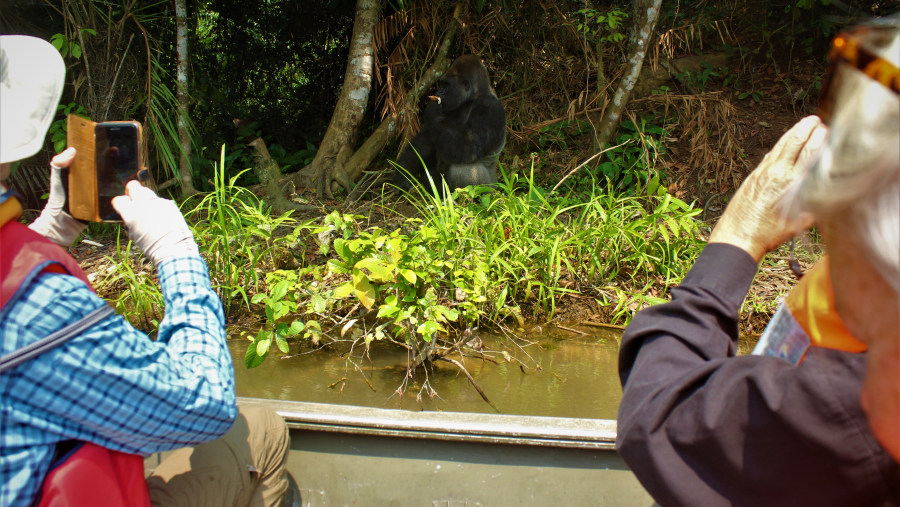 Gorilla in Lesio-Louna Wildlife Reserve