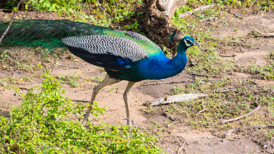 Peacock