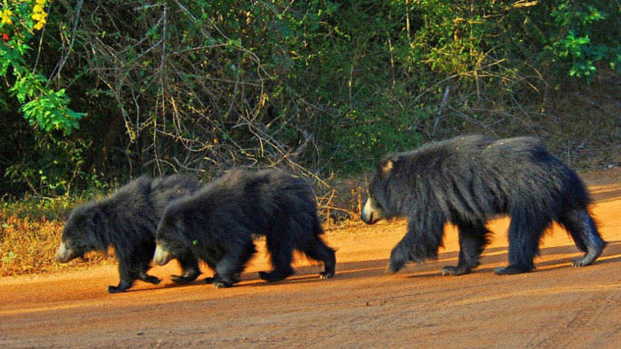 Yala National Park