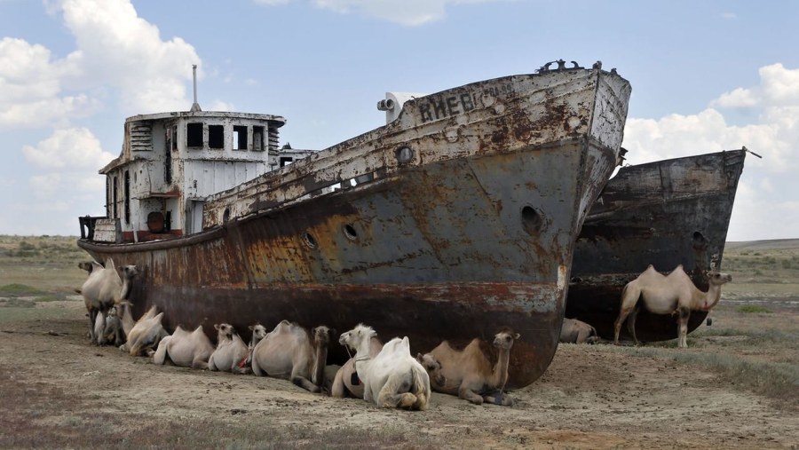 Camels resting alongside an abandoned ship