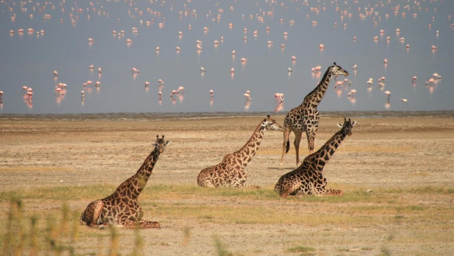 Lake Manyara National Park