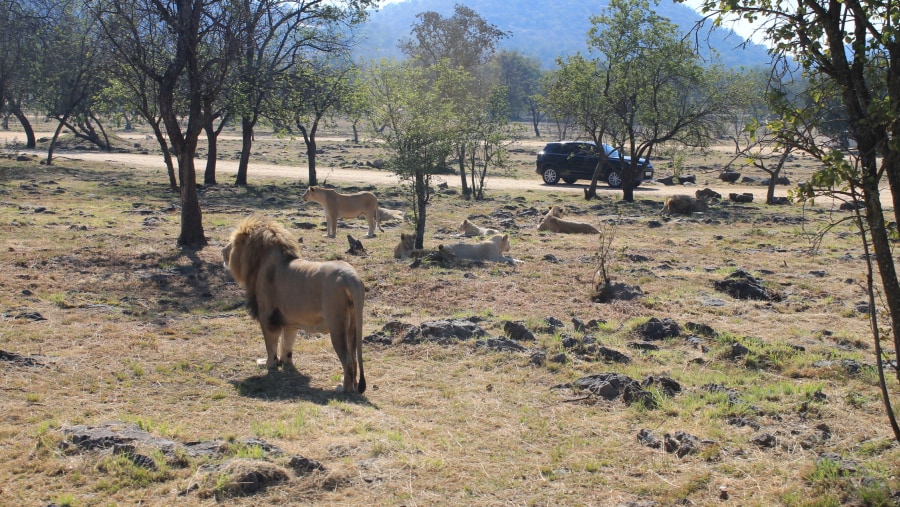 ohannesburg Lion & Safari Park