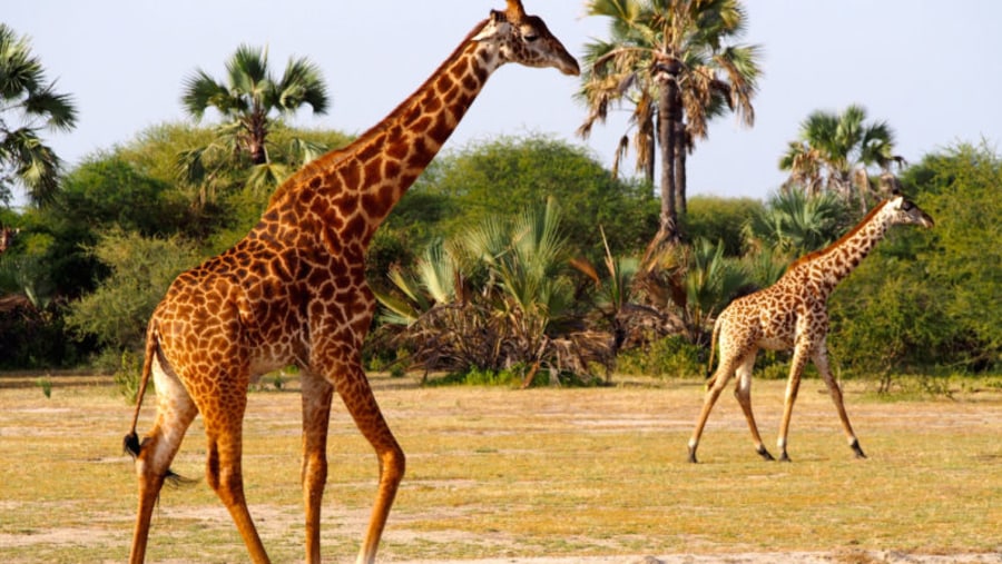 Giraffe sighting in Masai Mara