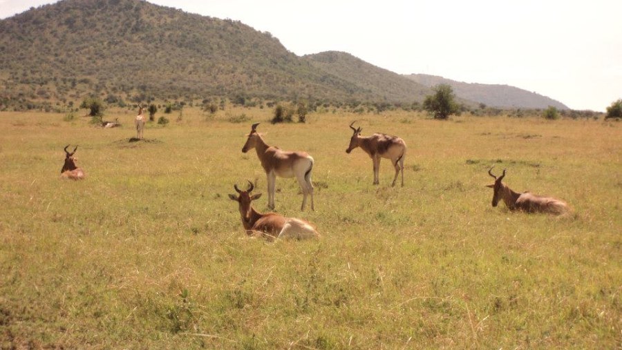 Wildlife in Masai Mara National Park