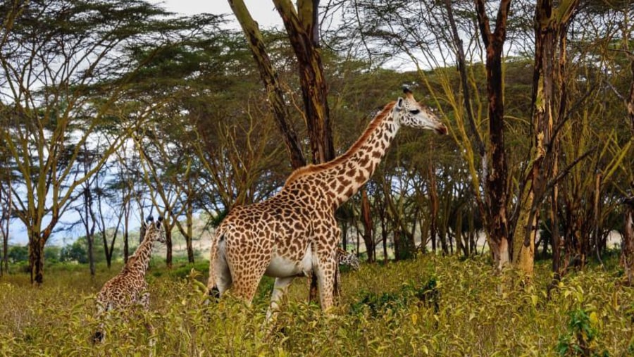Giraffes in Lake Nakuru National Park