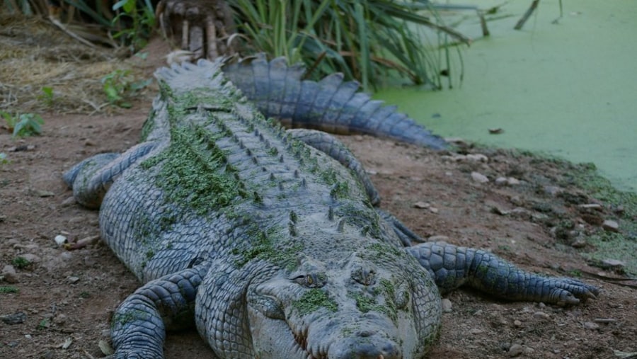  Crocodile Breeding Centre