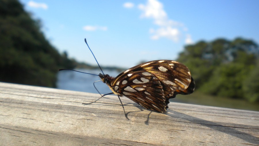 Explore A Variety of Birds & Insects