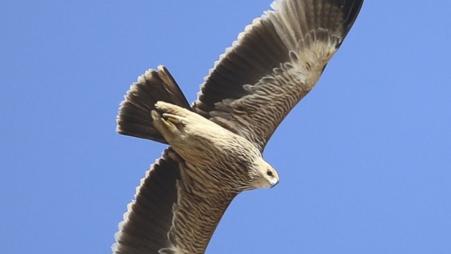 Bird-watching in Oman