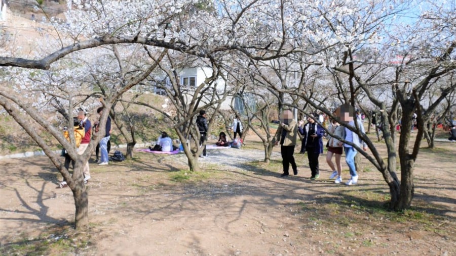 apricot blossom