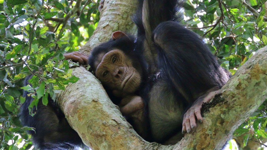 Chimp Tracking at Budongo Forest