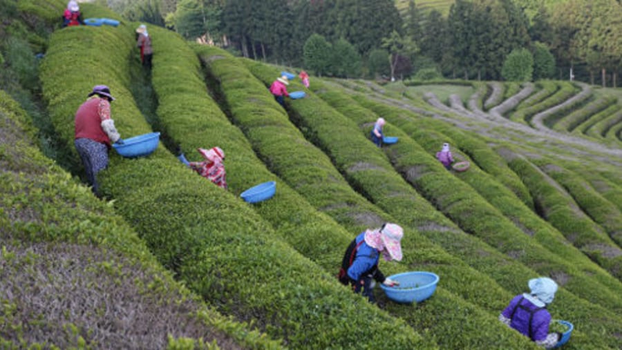 Daehan Dawon Green Tea Farm