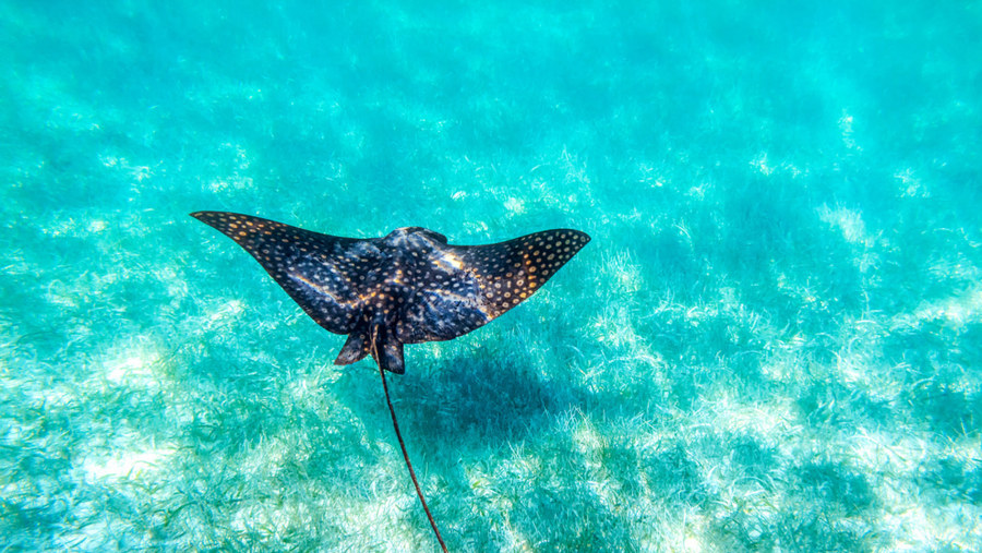 Marine Wildlife in Sian Ka'an