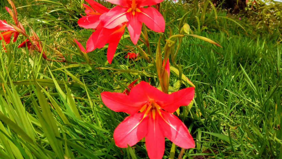 Wild flowers