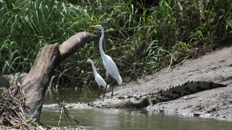 Great egret and snowy egret