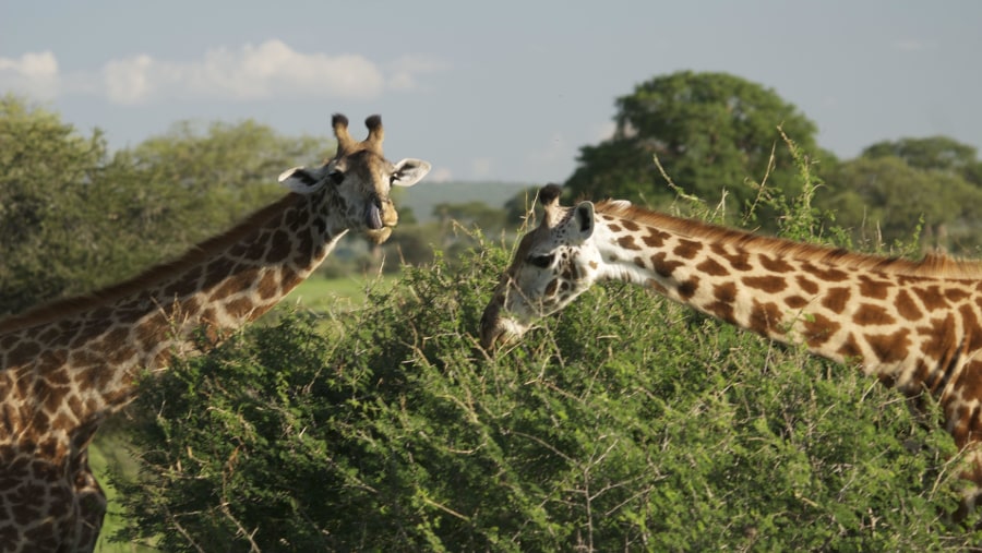 Giraffes at Serengeti National Park