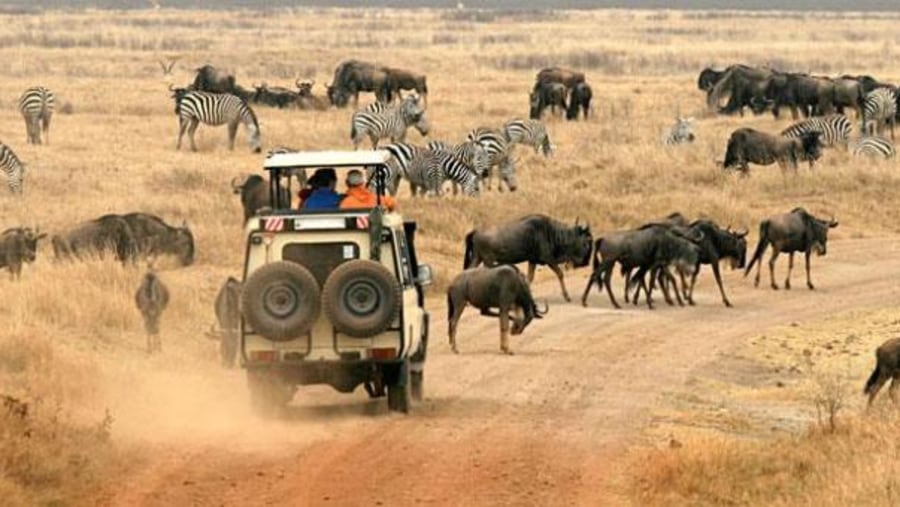 Zebras and Wildebeests