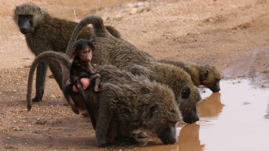 Baboon with Baby at Samburu National Reserve