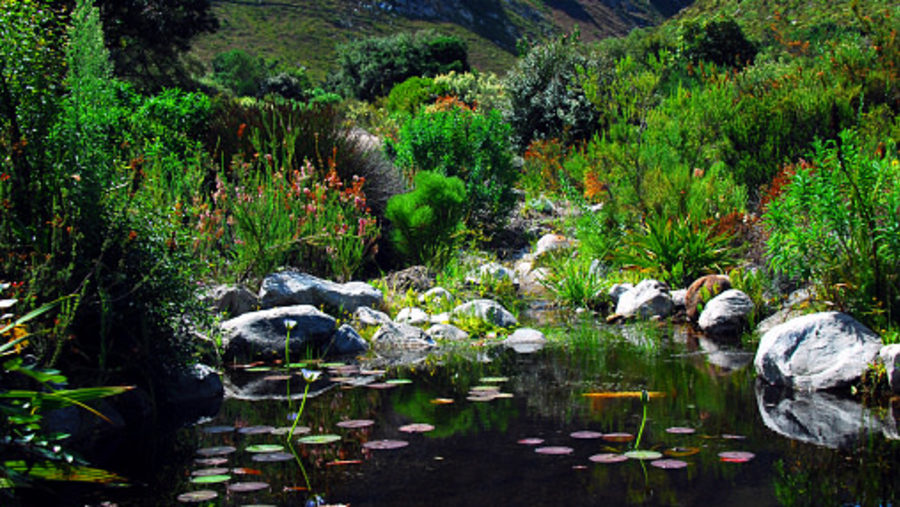 Harold Porter National Botanical Gardens In South Africa