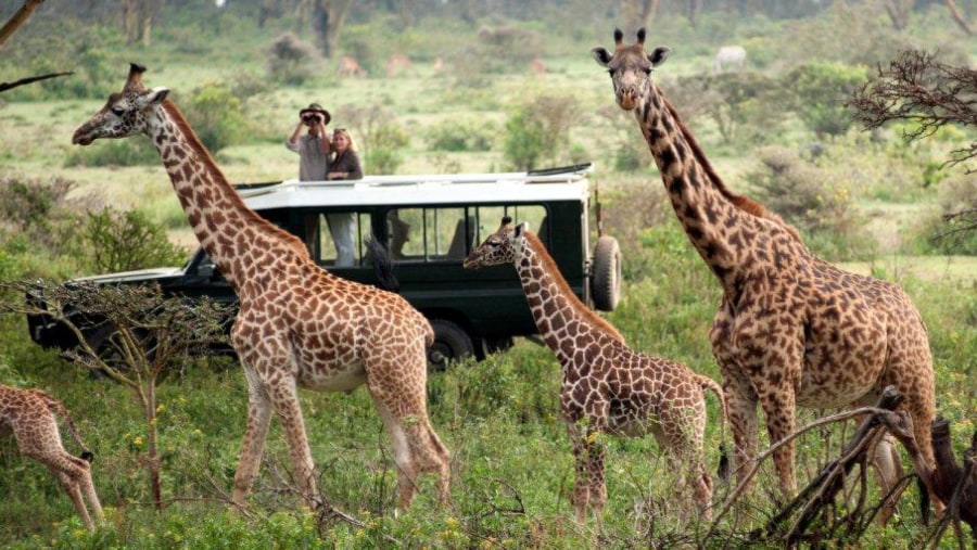 Masai Mara National Reserve