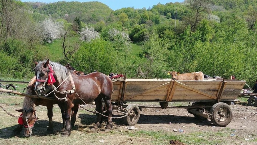 Authentic Countryside