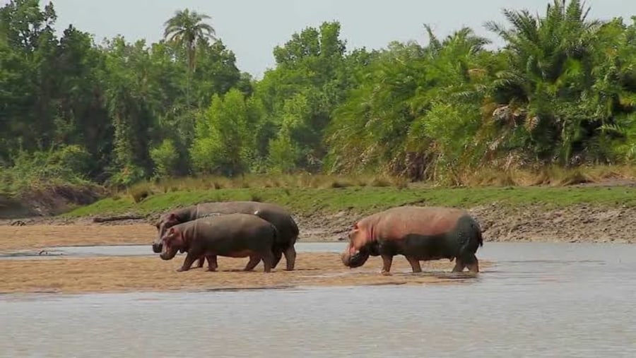 Hippos by the Indian Ocean